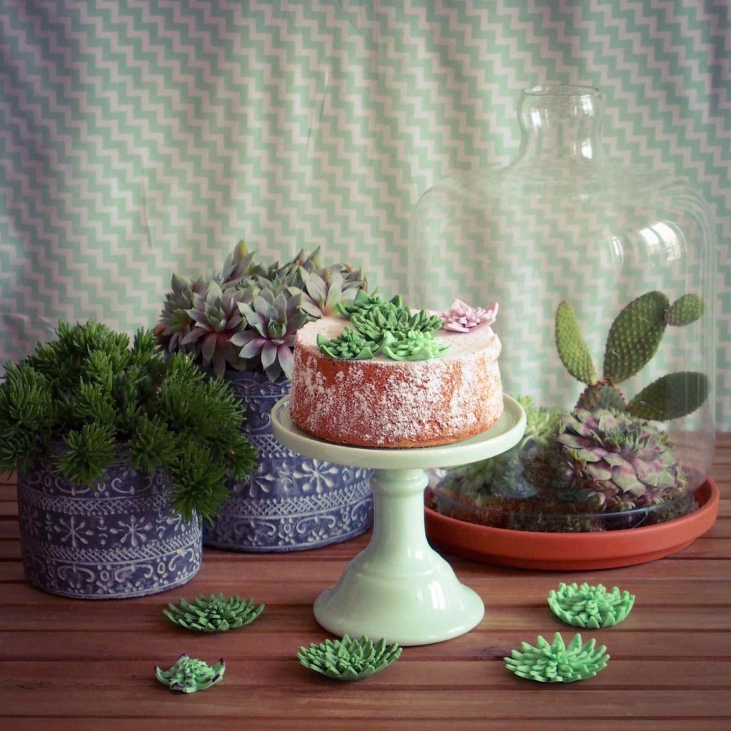 décoration plantes succulentes