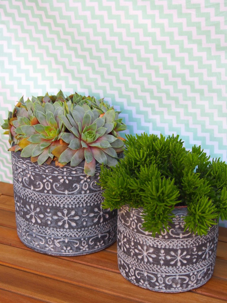 plantes succulentes