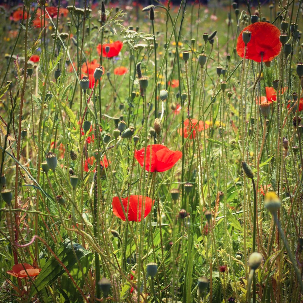 champ-coquelicot