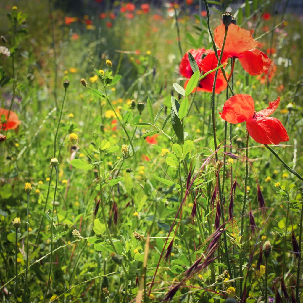 coquelicot