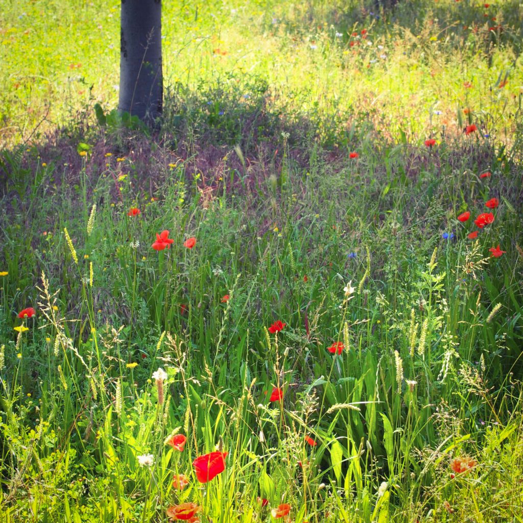 pique-nique-champ-coquelicot