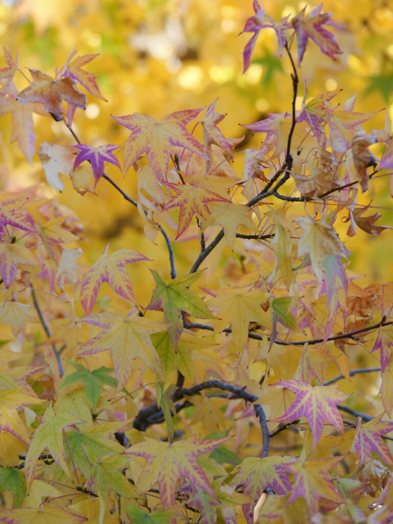 feuilles érable automne